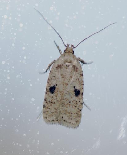 Réf. 249 929 : Agonopterix propinquella